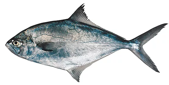 palometa