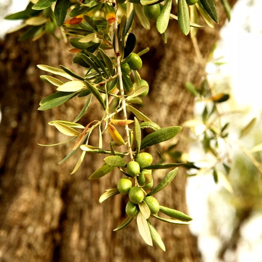 Las 9 tendencias gastro del 2022 (5)