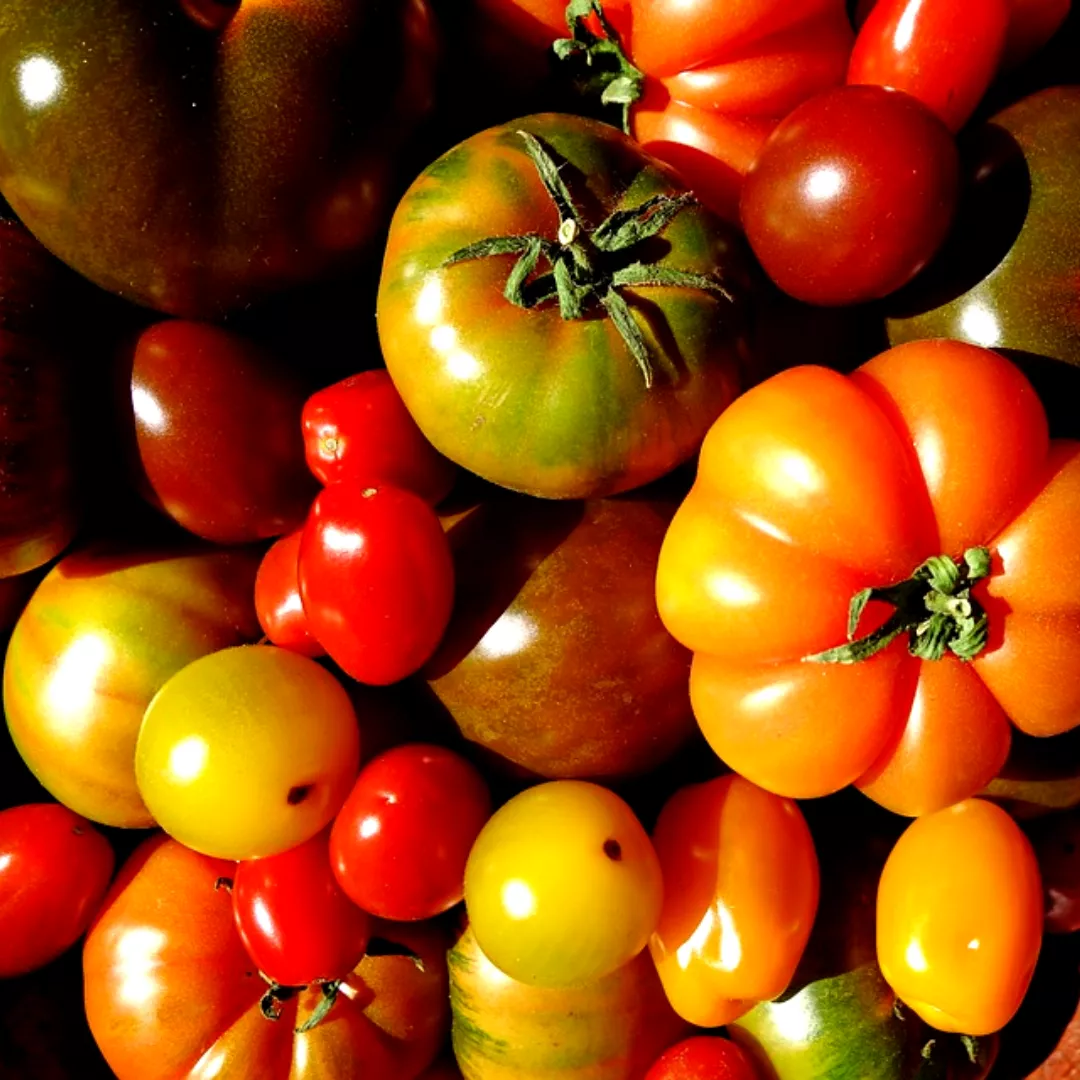 Pescados en conserva o curados en casa (17)