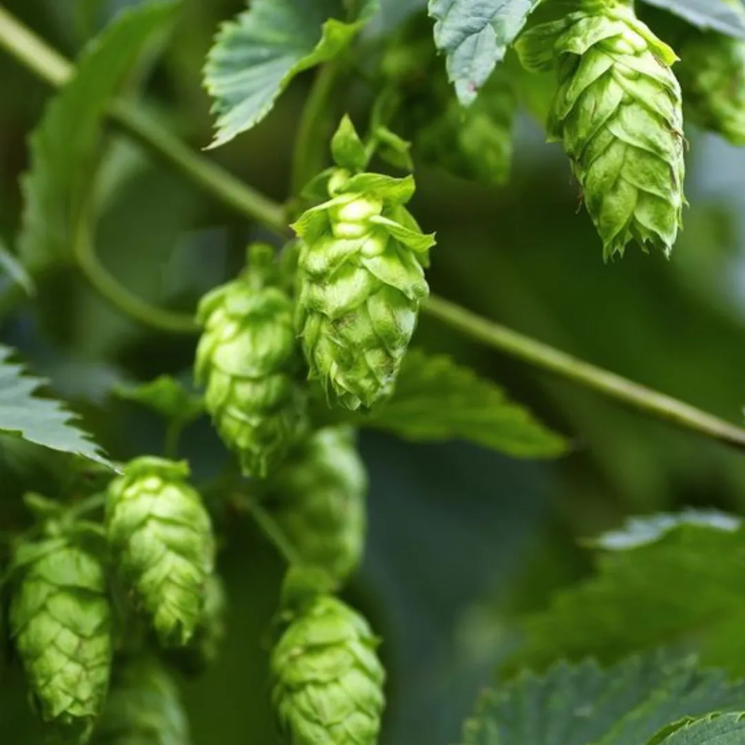 Manteca - 2023-09-23T124050.369