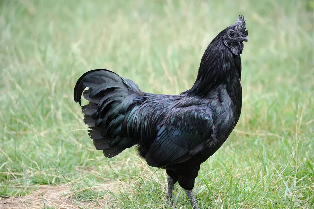 pollo negro