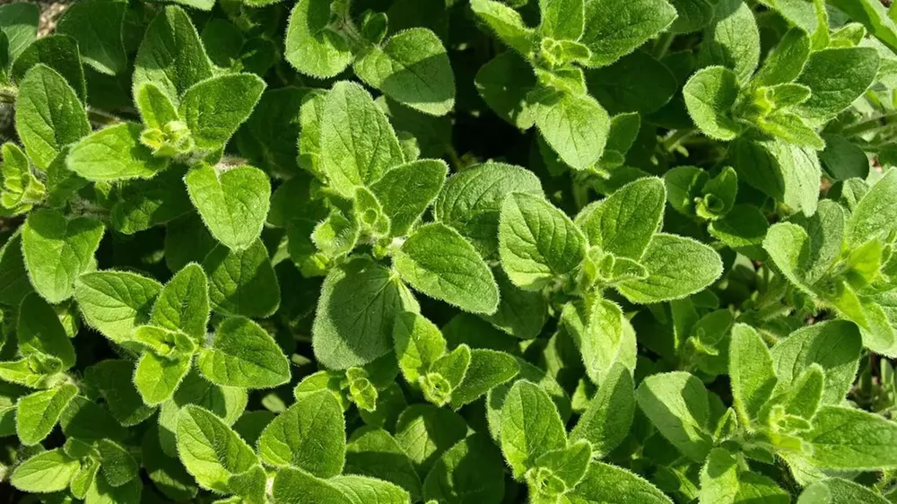 oregano