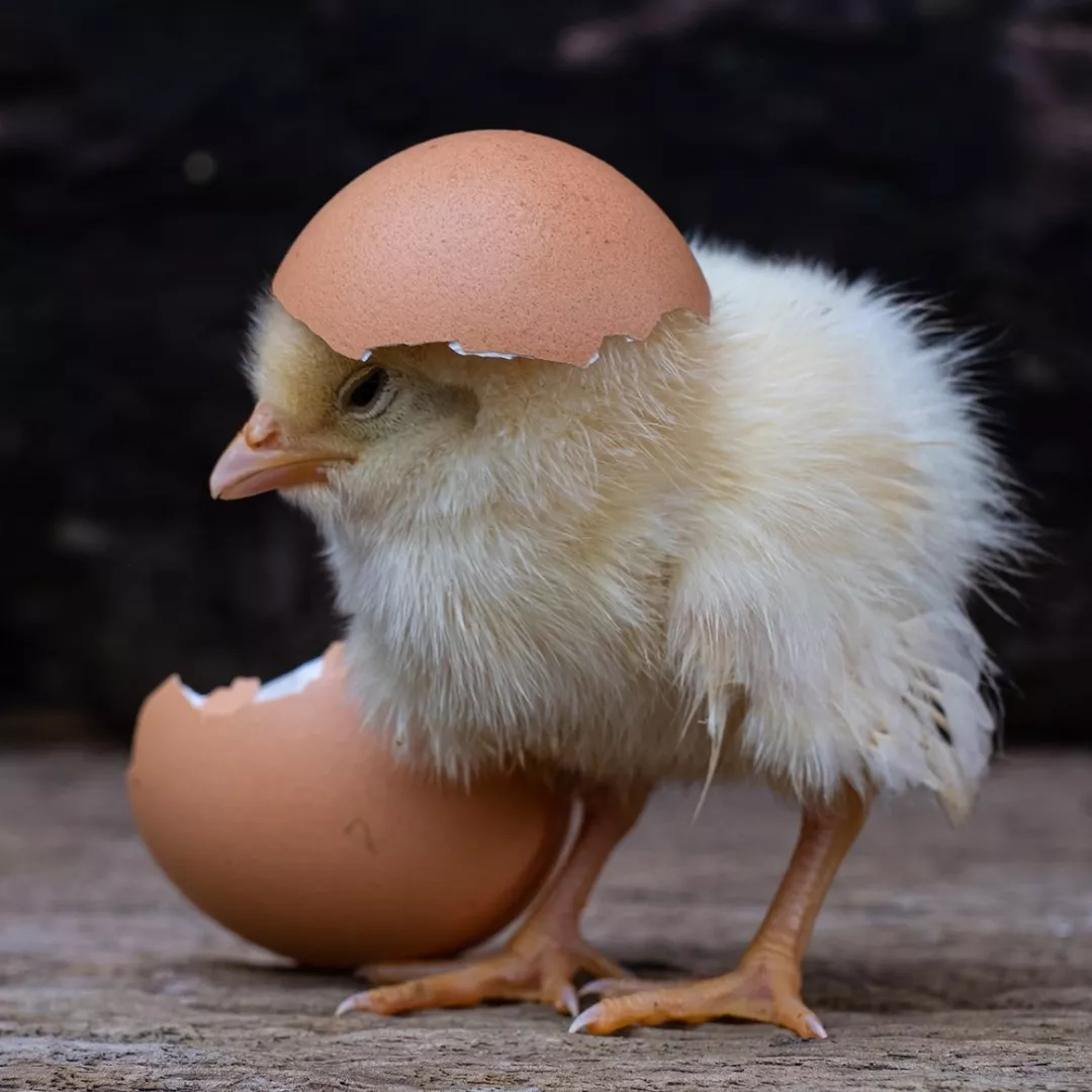 Agregar un título (20)