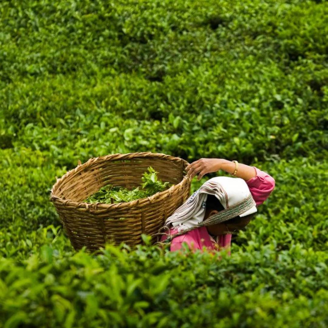 Diez grandes combinaciones argentinas - 2023-10-11T162621.647