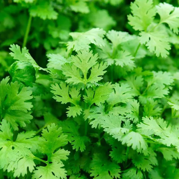 cilantro