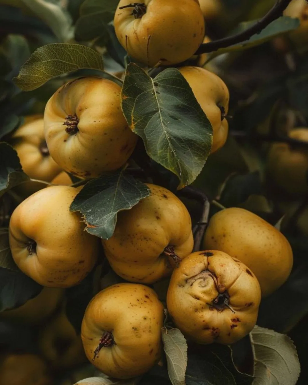 Todo sobre la mermelada (9)