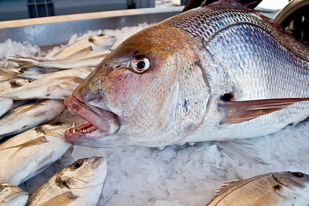La merluza congelada pescado como alimento antecedentes Fotografía