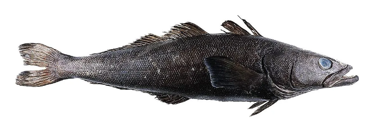 1200px-Toothfish