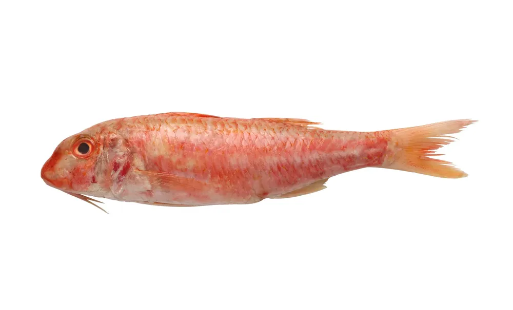 salmonete-scaled