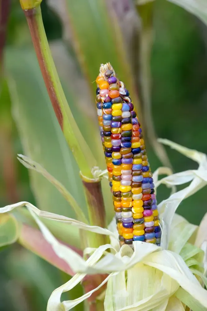 How To Grow & Use Glass Gem Corn - The Most Beautiful Corn In The World
