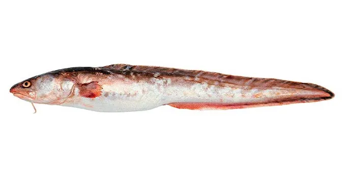 Revista-Puerto-Abadejo-01