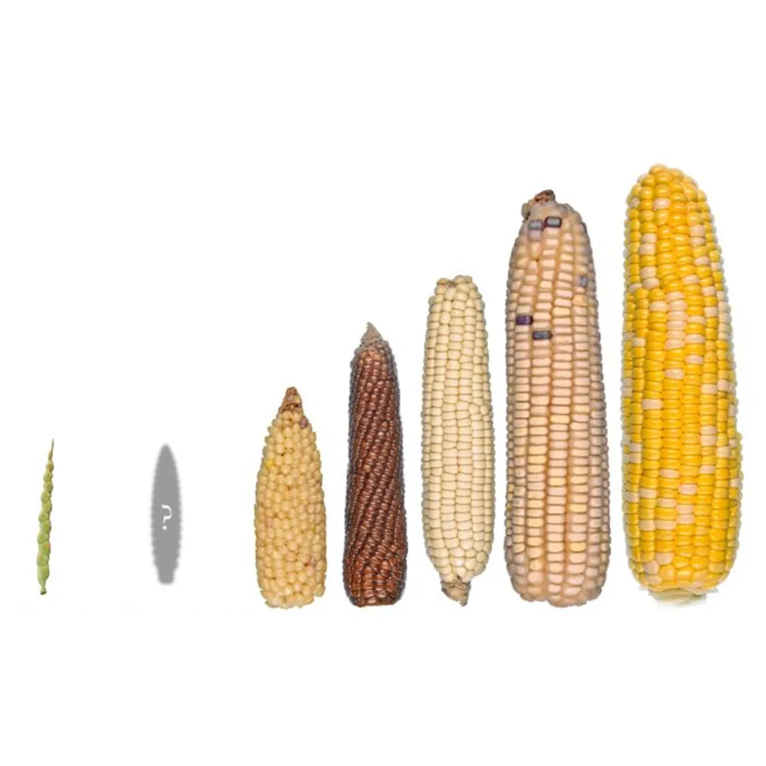 Diez grandes combinaciones argentinas (6)