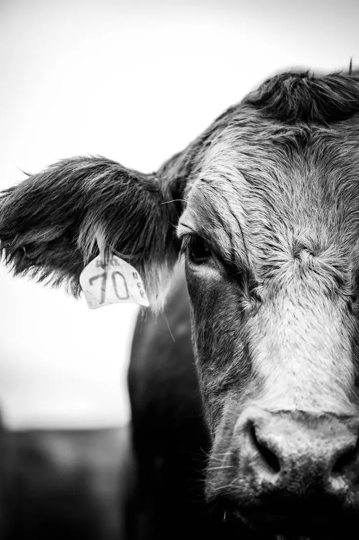70 black and white heifer