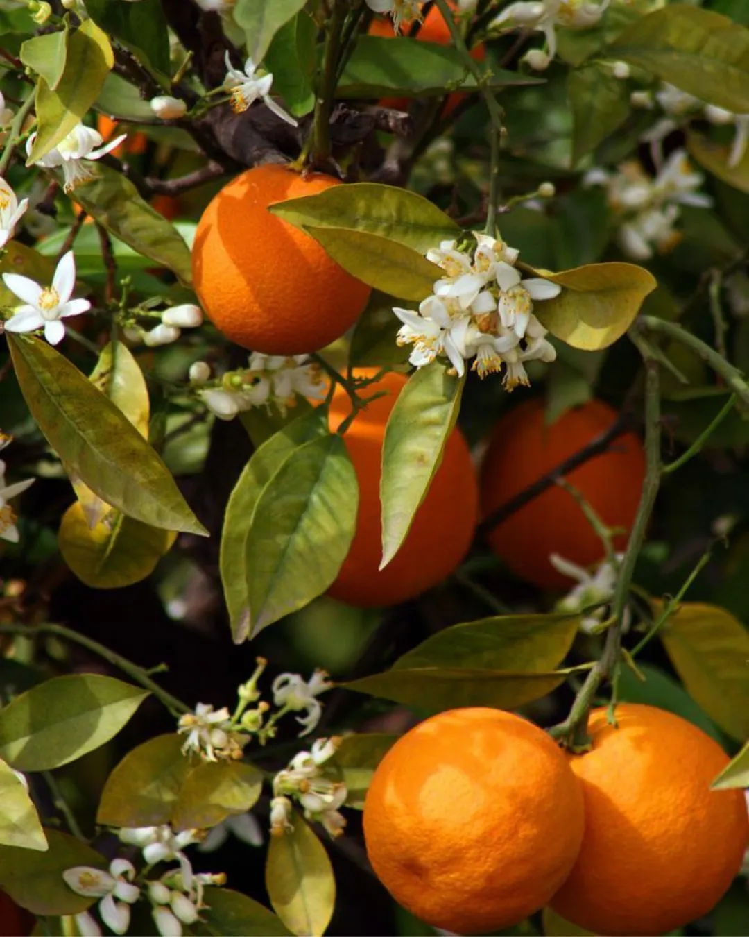 Todo sobre la mermelada (11)